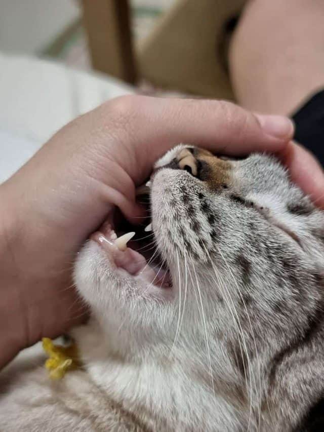 cat purring while biting owner