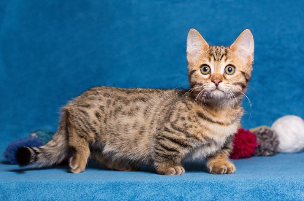 cute Munchkin Cat posing for photo