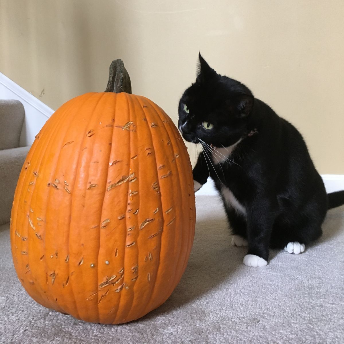 cute black cat next to pumpkin