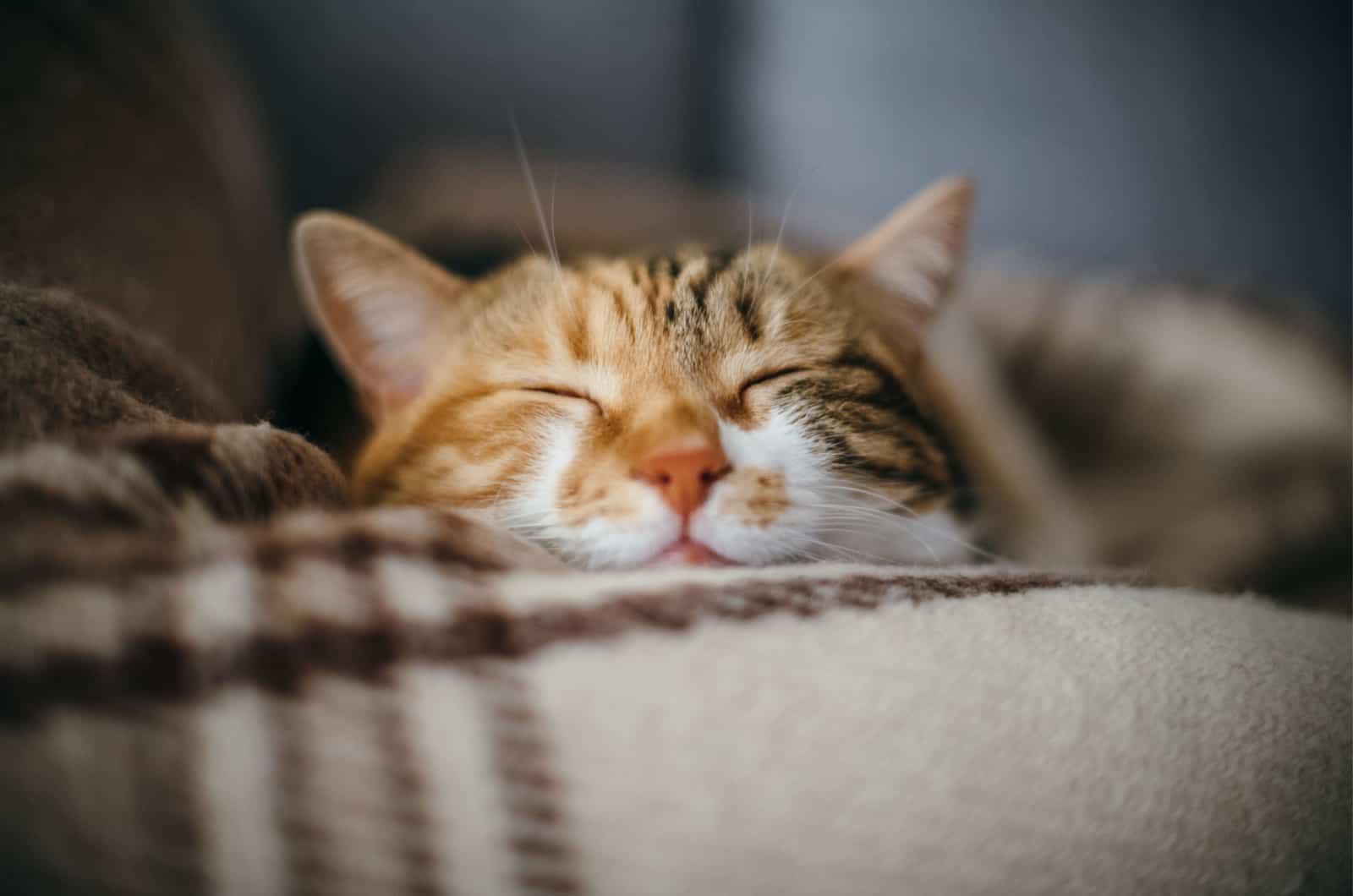 cute cat sleeping