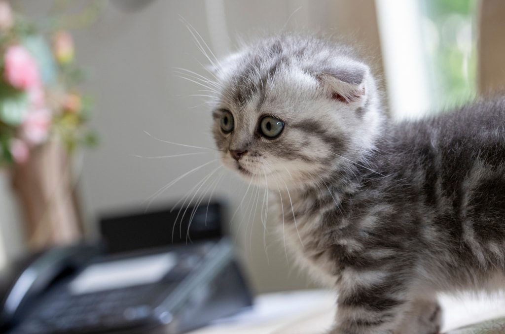 cute munchkin kitten