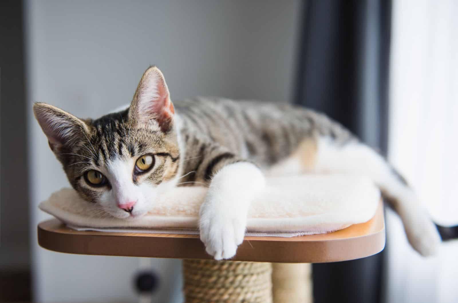 cute tabby kitten relaxing on top of cat tree