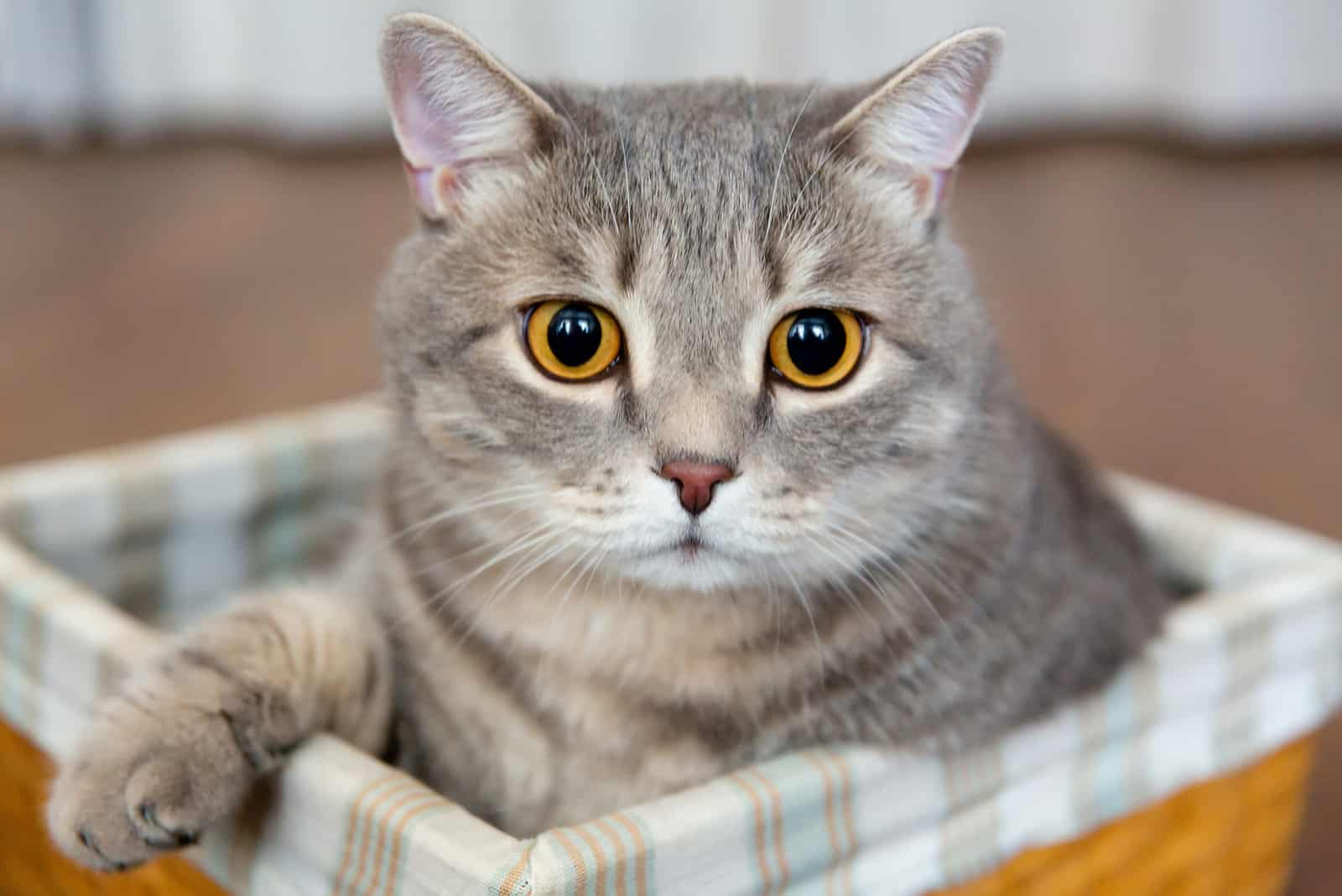 fat tabby British cat sits in wicker basket