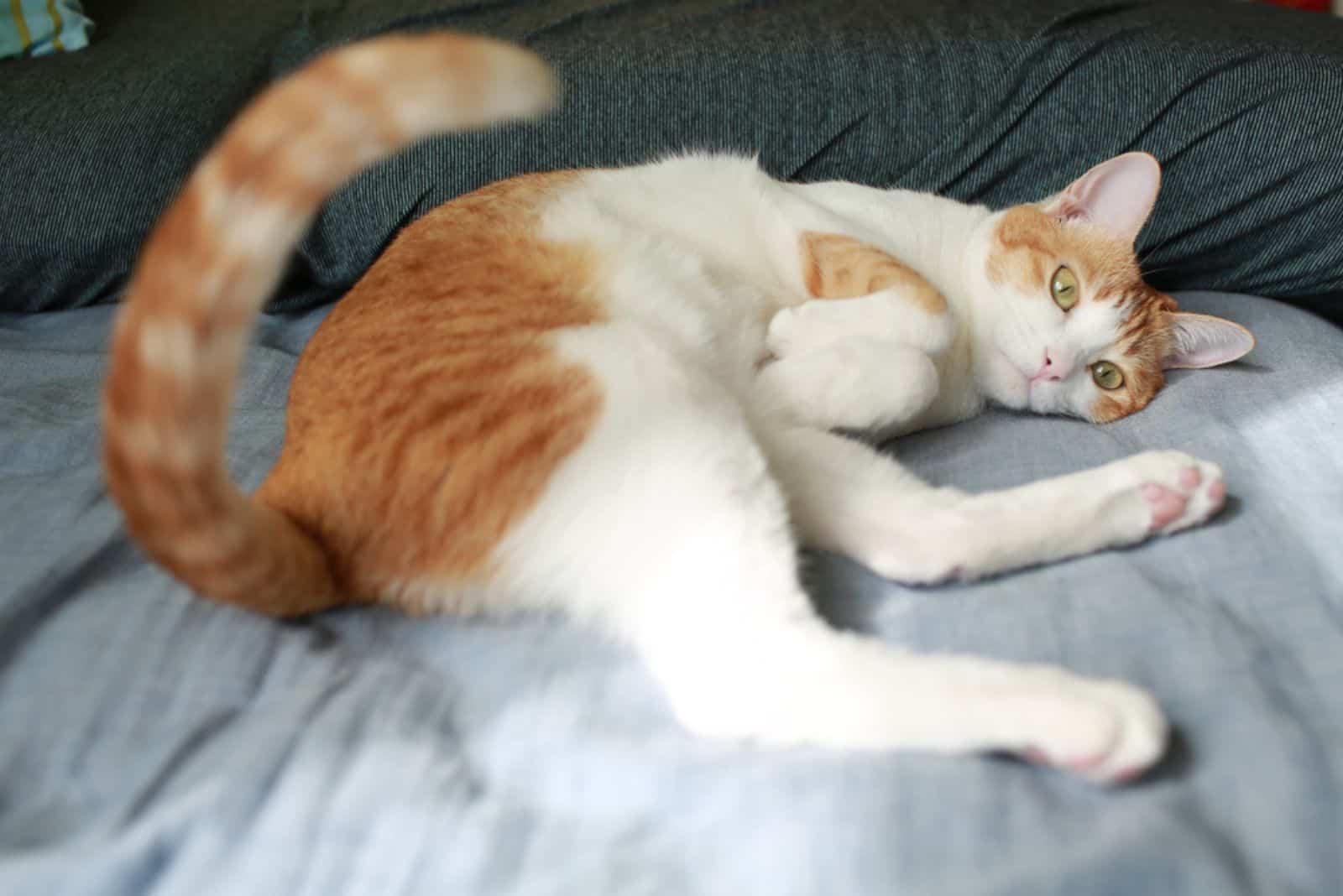 ginger cat playing with her own tail