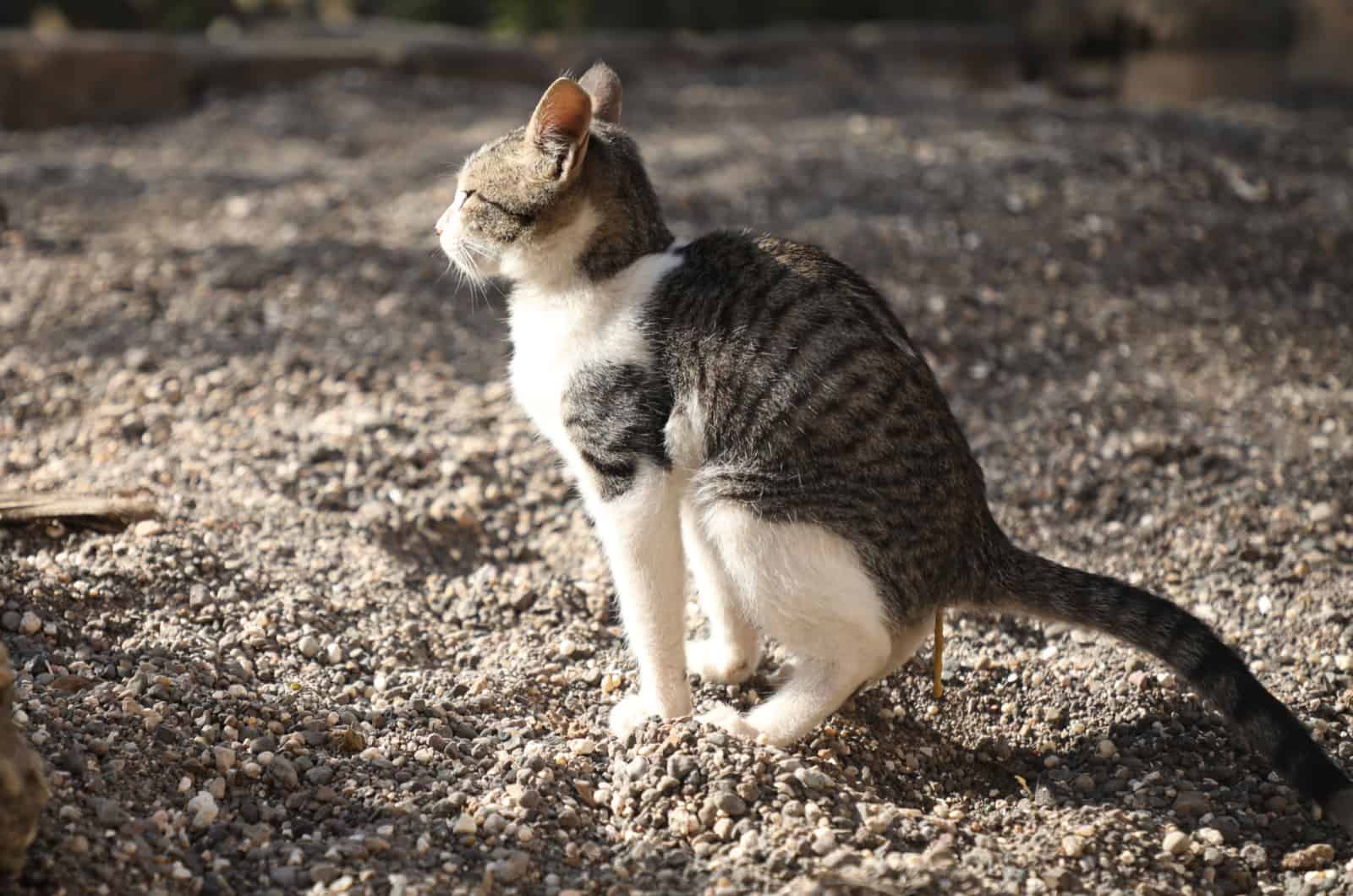 grey cat pooping