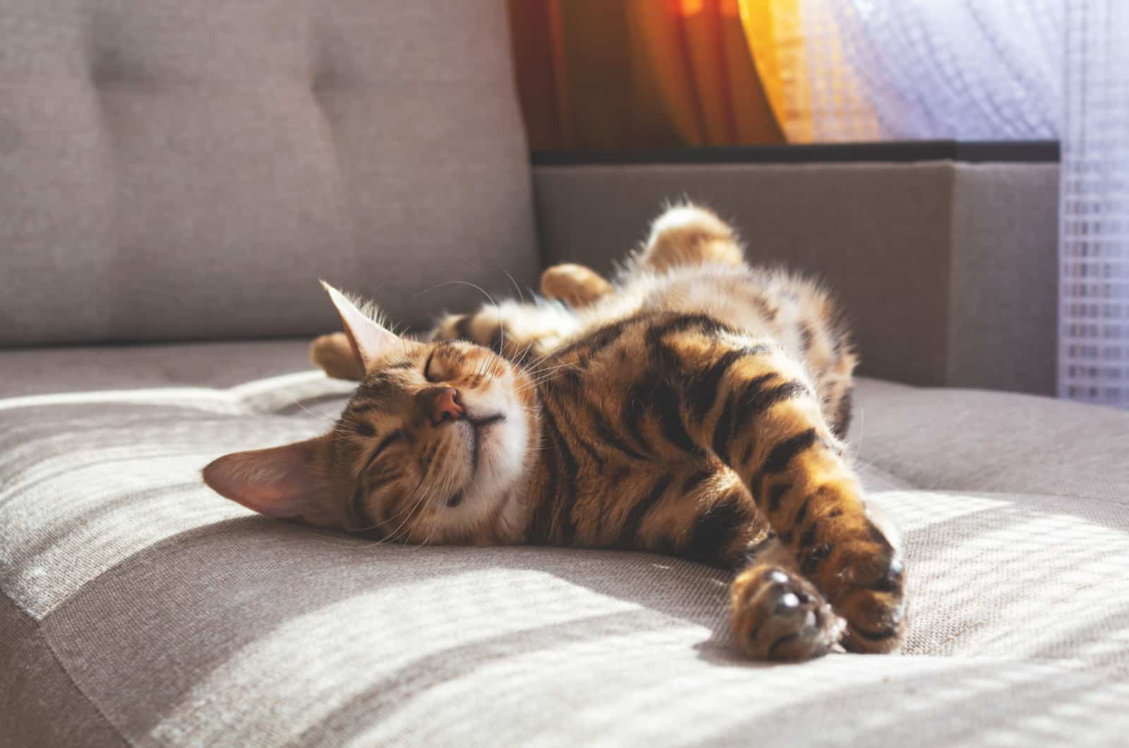 happy bengal cat sleeping