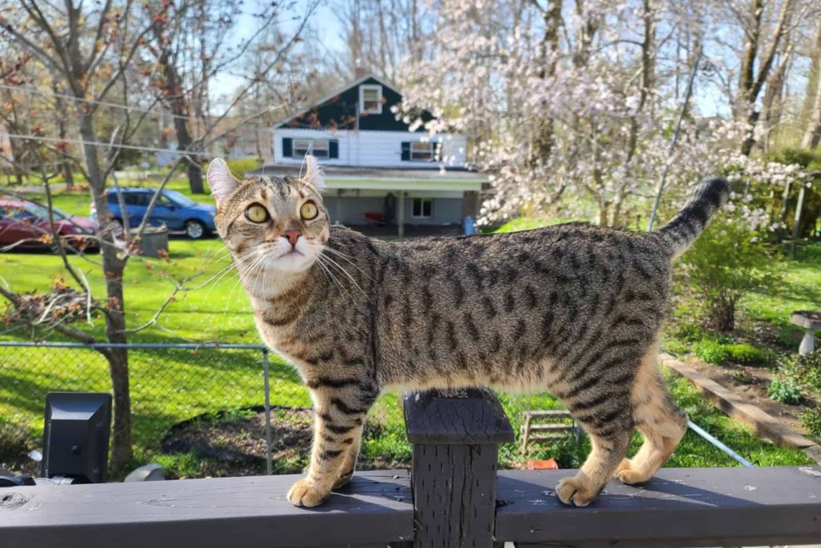 highland lynx cat standing on a porch railing