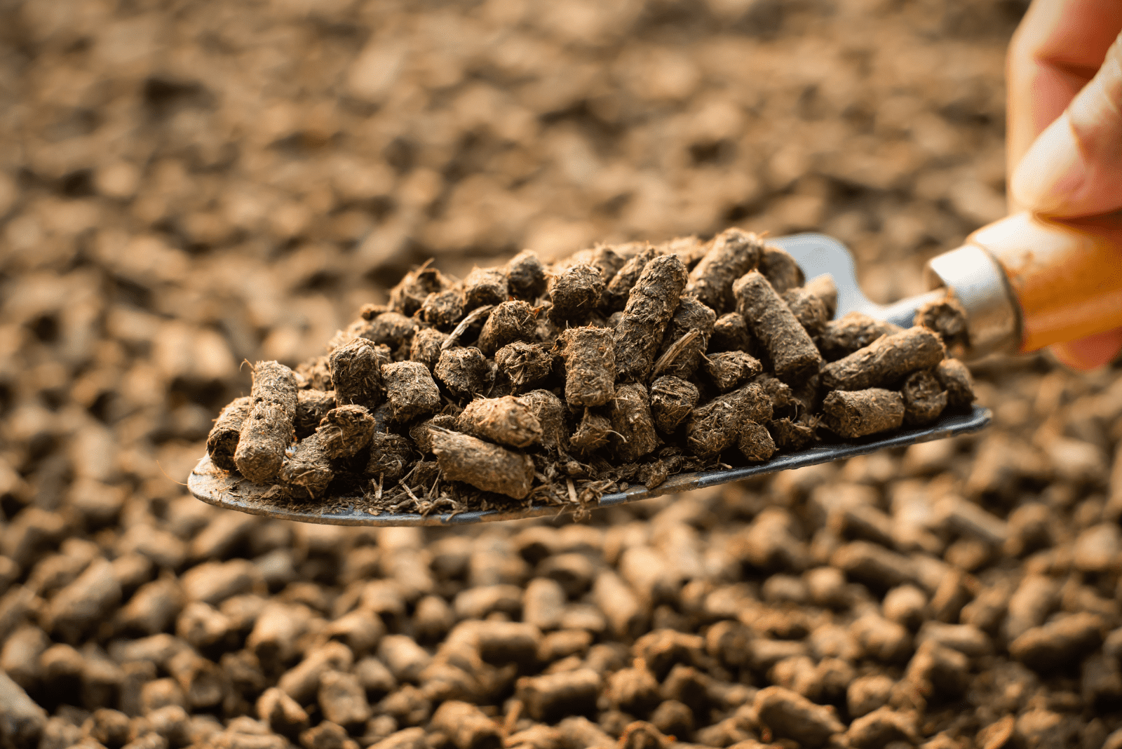 horse pellet in the spatula