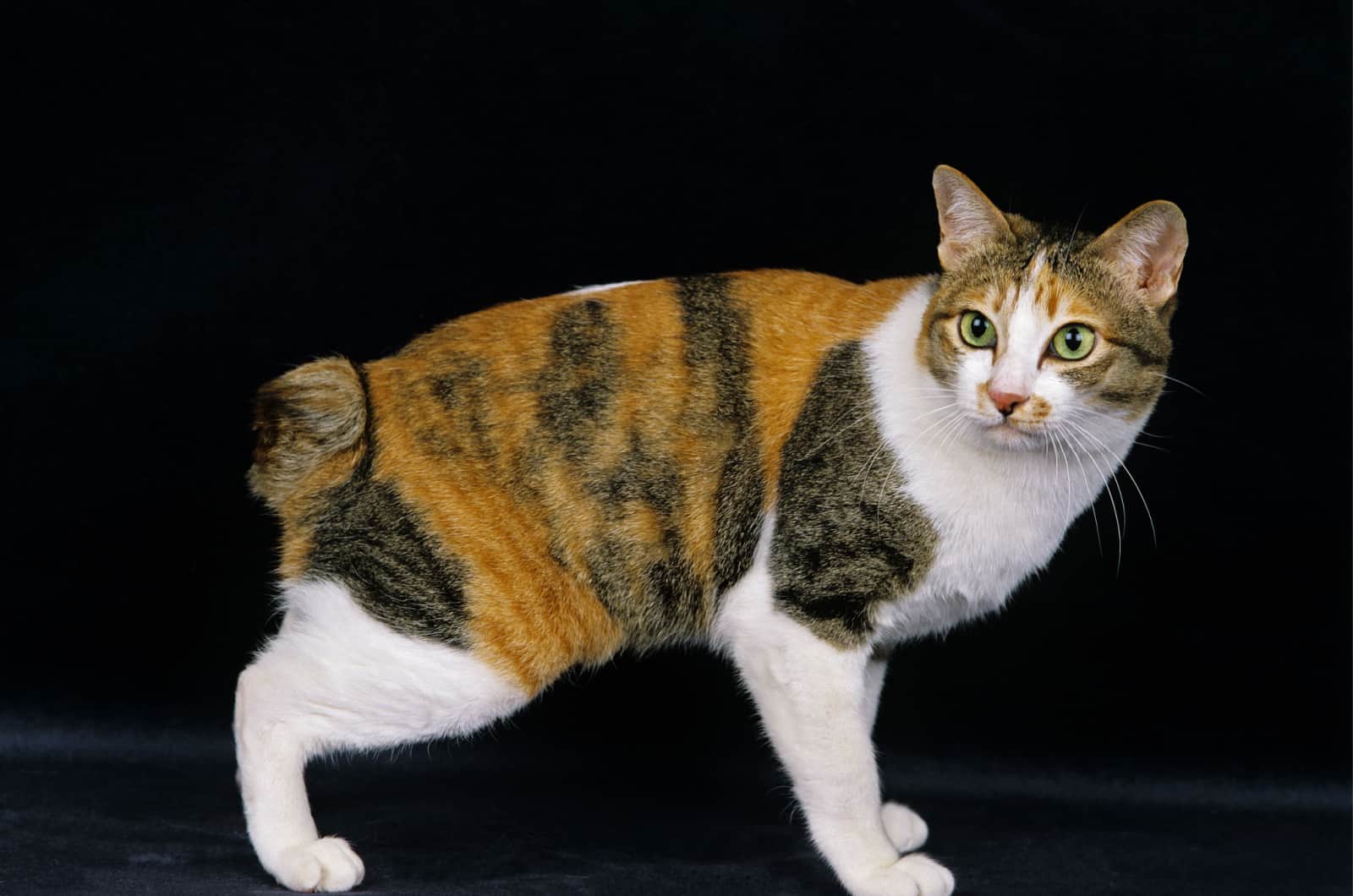 japanese bobtail