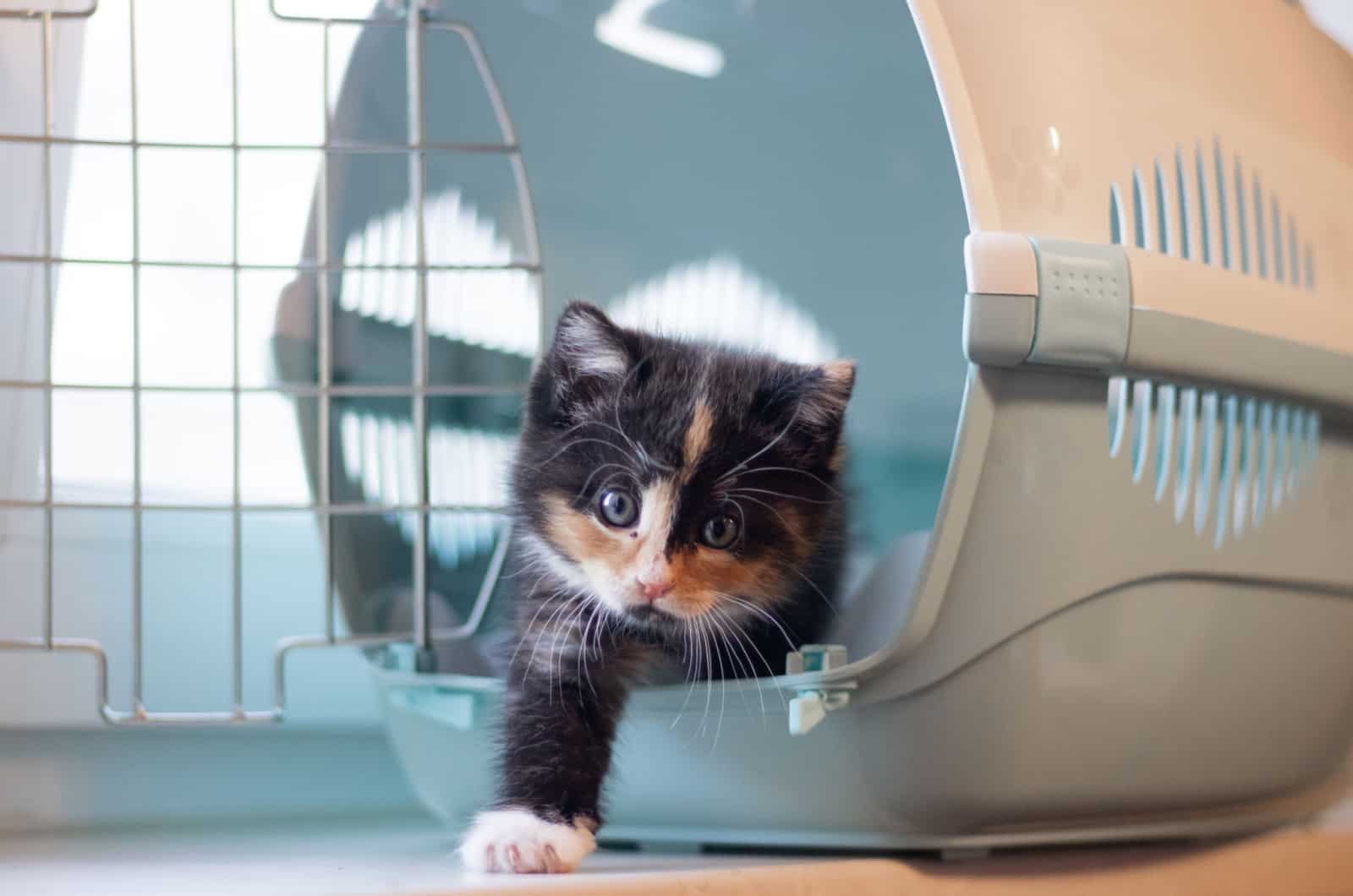 kitten in a cat carrier