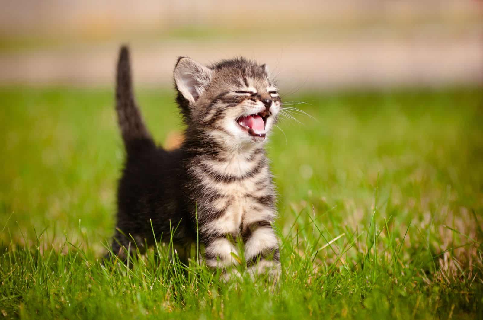 kitten standing outside on grass