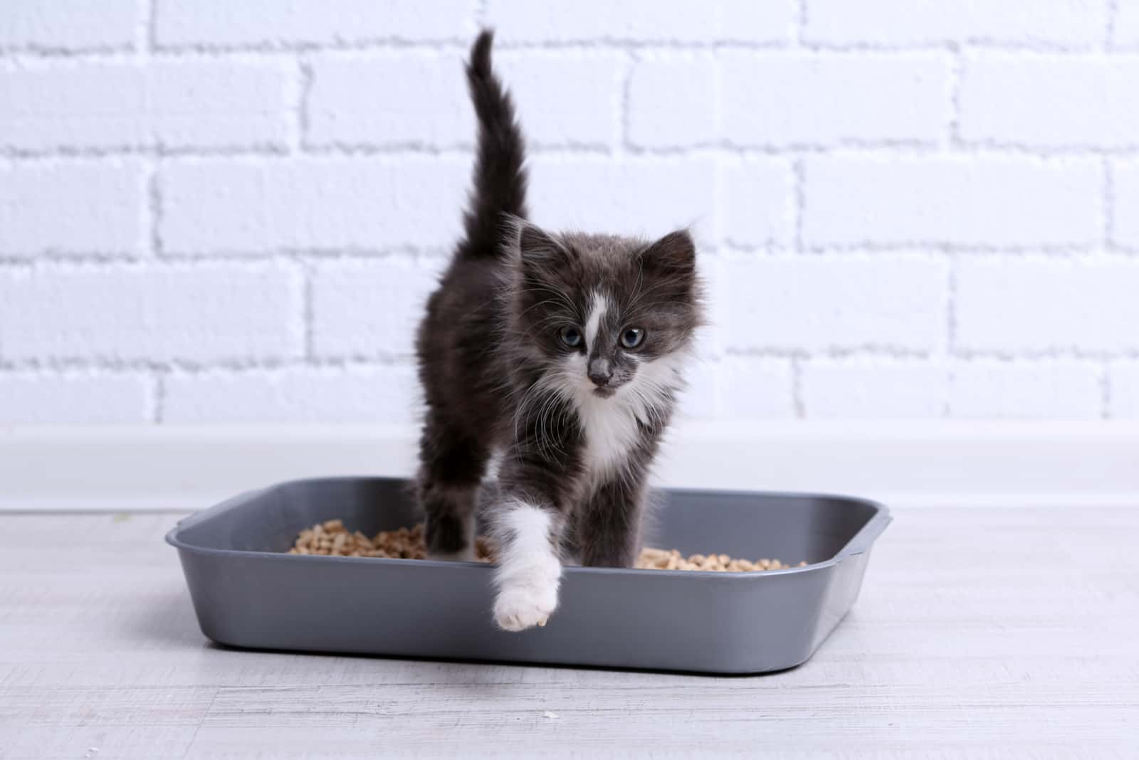 kitten using a litter box