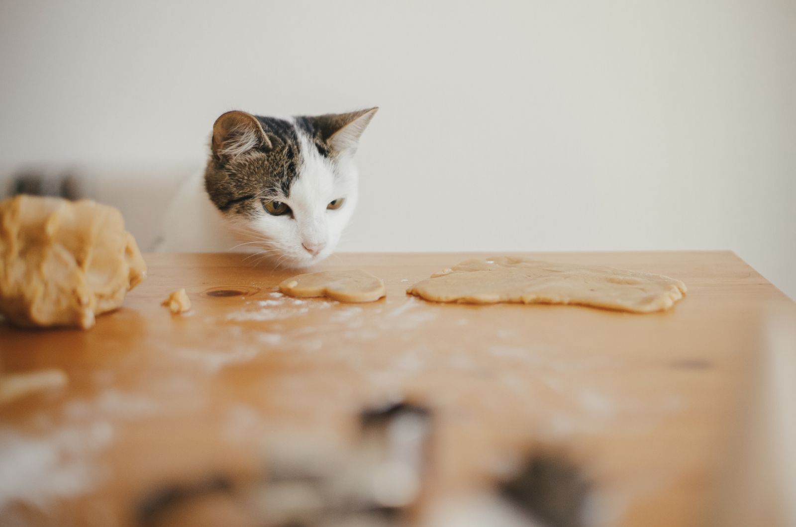 kitty and gingerbread cookies