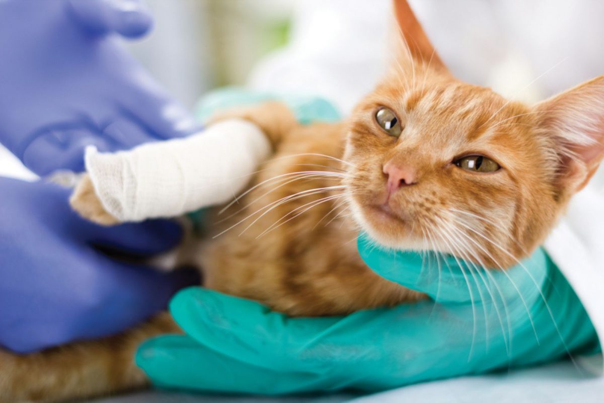 Has Your Cat Broken A Leg? What Every Cat Owner Should Know