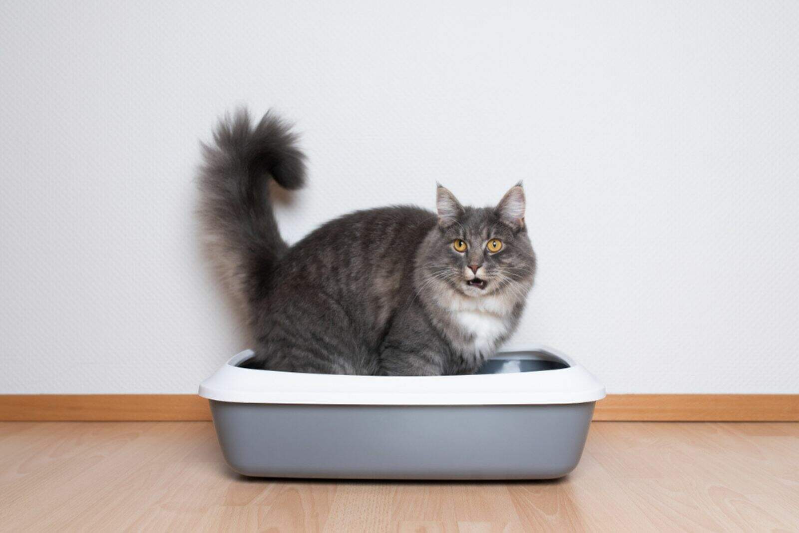 maine coon cat sitting in cat litter box