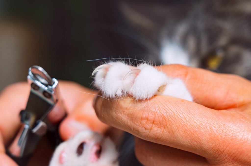 man cutting cat claws