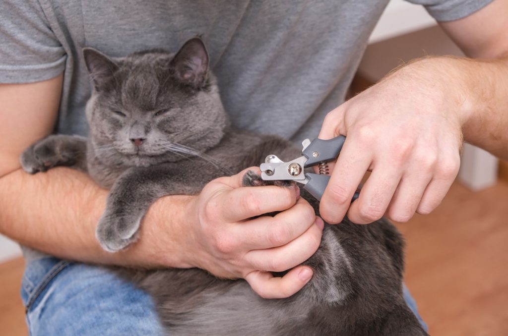 man trims cat's claws