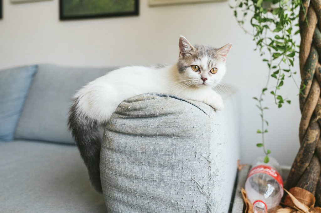 munchkin cat on a sofa