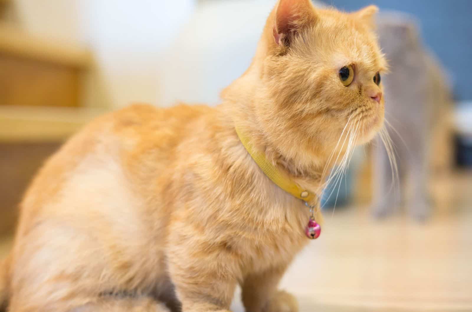 munchkin cat sitting on the floor