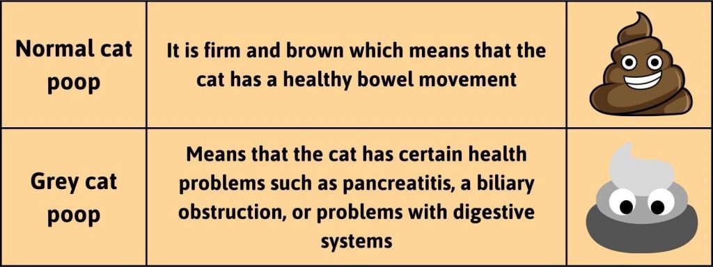 what-does-grey-cat-poop-color-mean-and-should-you-worry