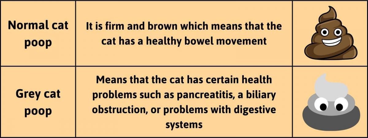 what-does-grey-cat-poop-color-mean-and-should-you-worry