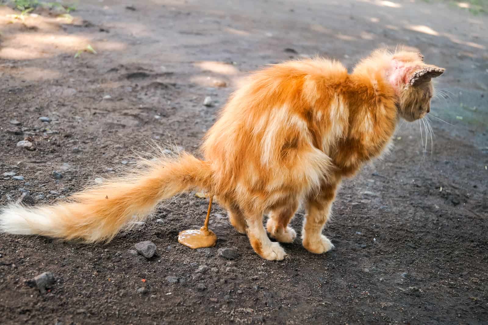 orange cat pooping outside