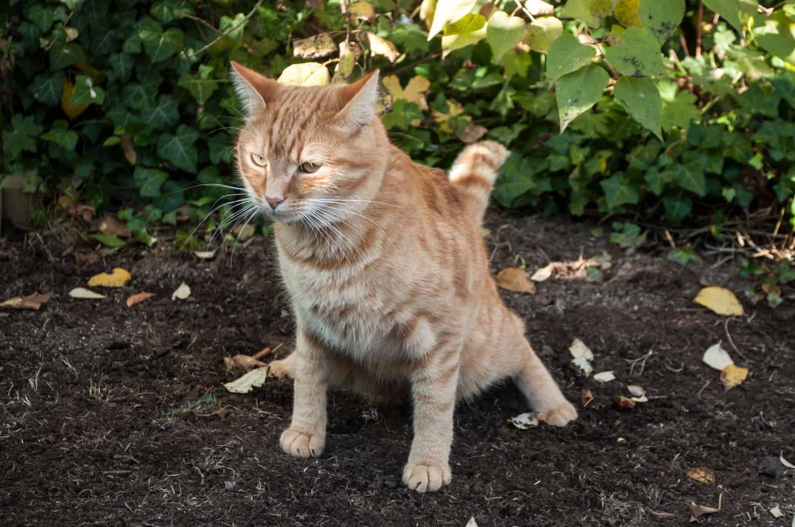 orange cat pooping