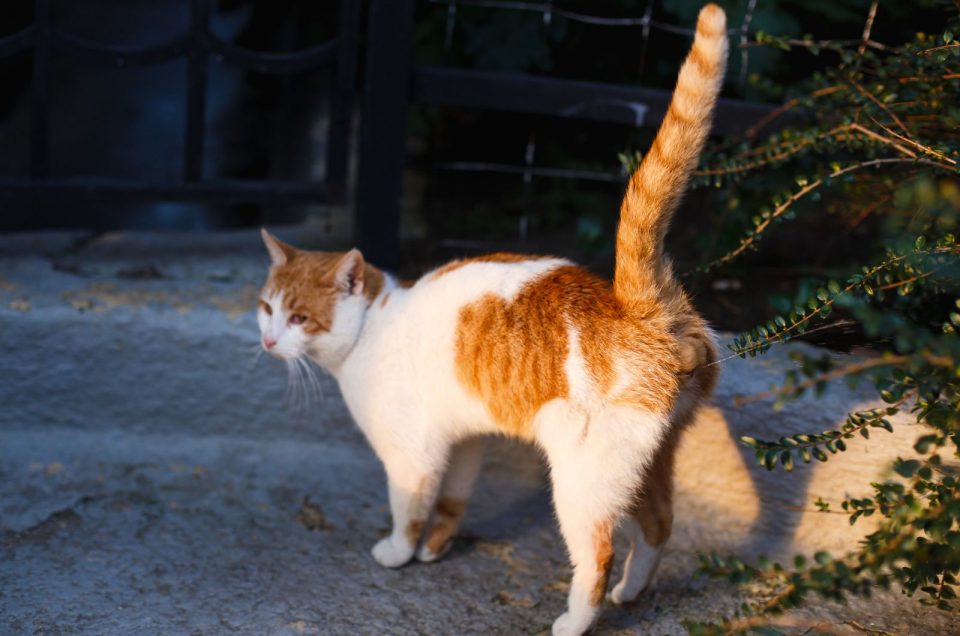 Do Female Cats Spray? Tackle It Right Now Using These Tips