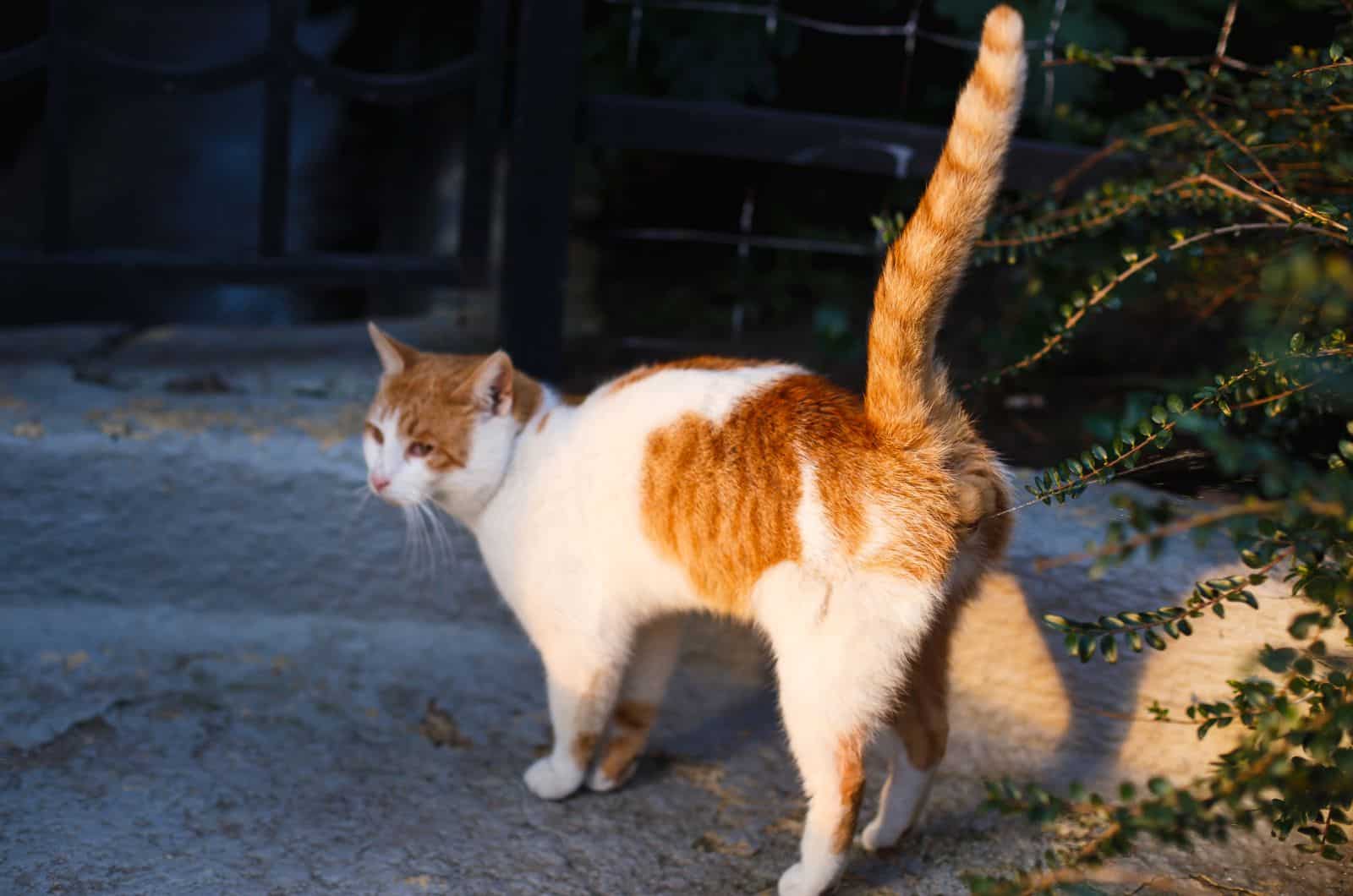 orange cat spraying outside