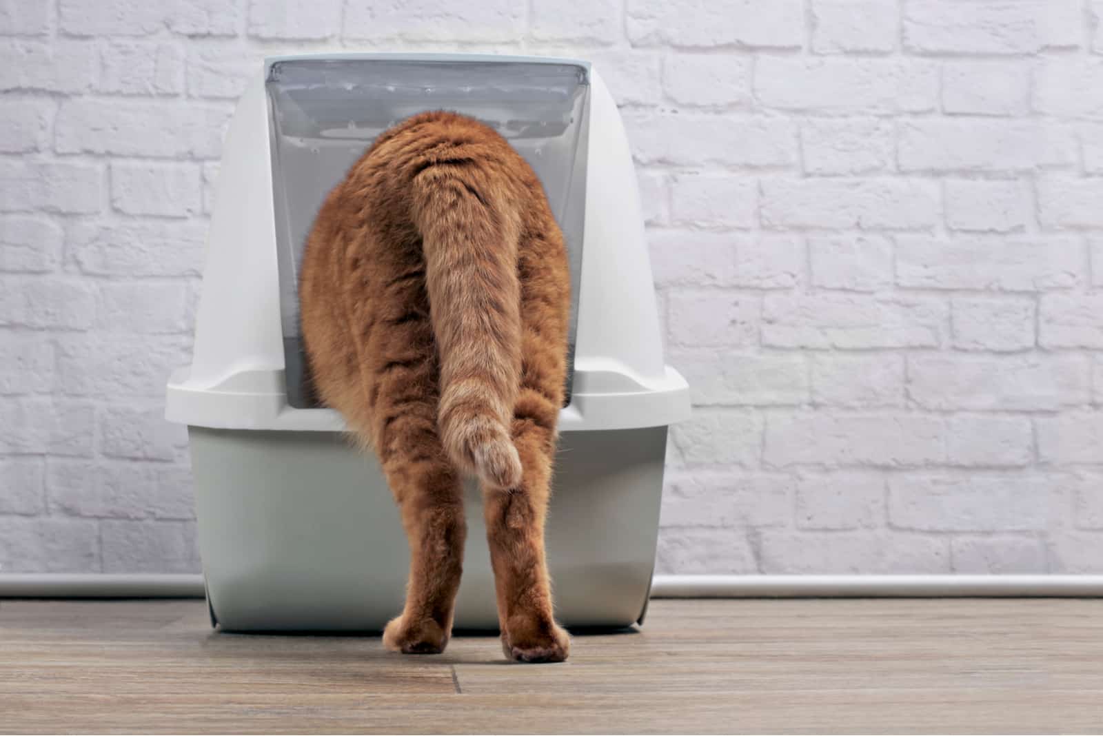 orange cat using a litter box