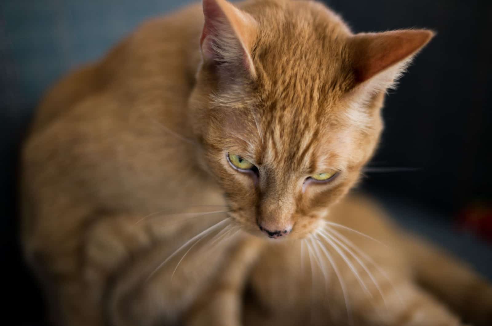 orange cat with lentigo spots