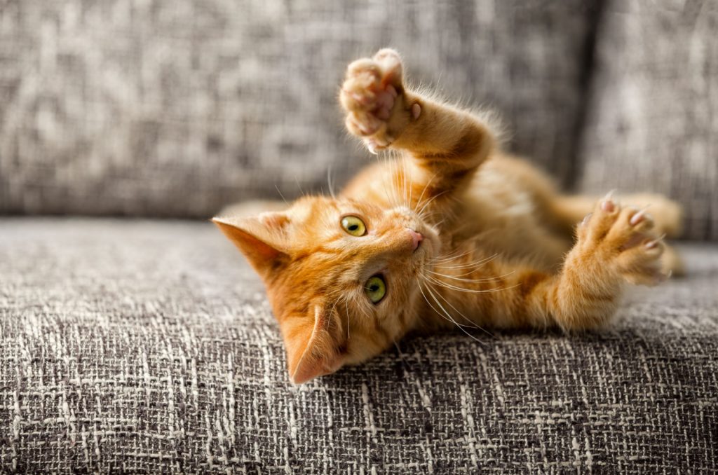 orange kitten with claws