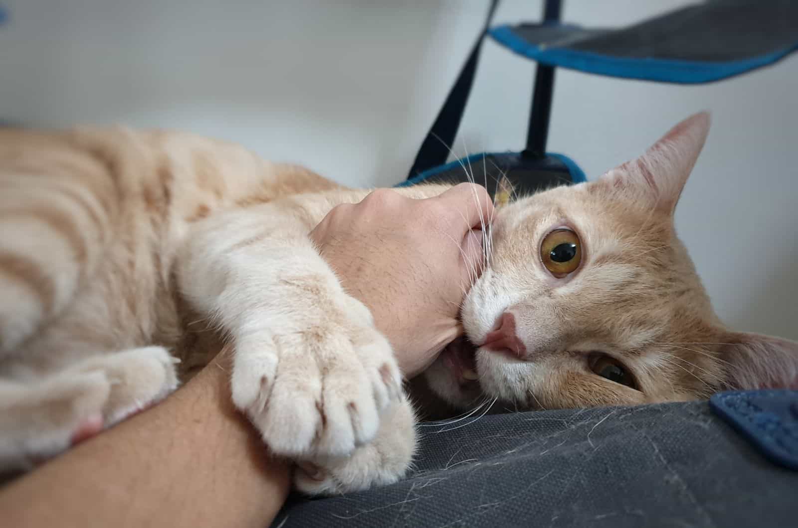 owner playing with his cat