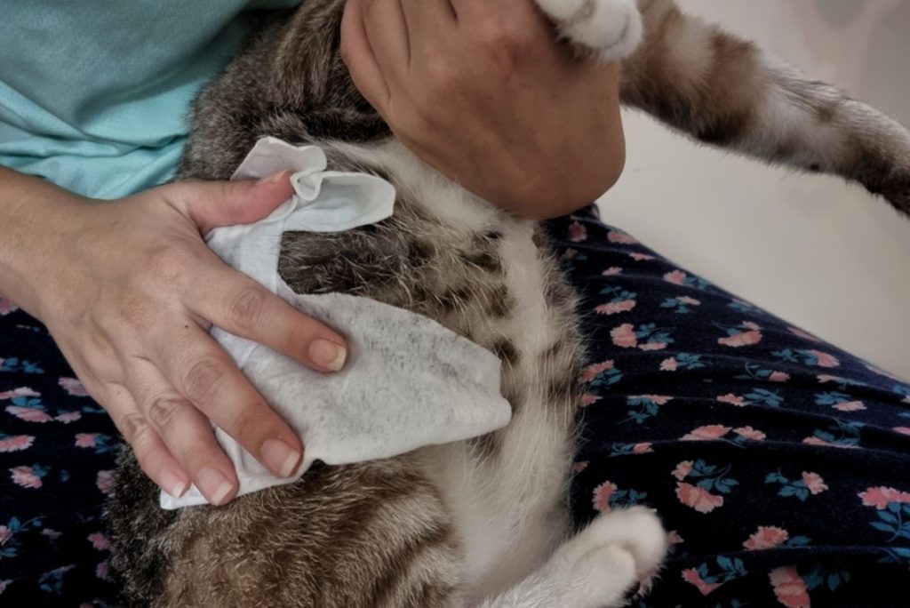 Are Maine Coons Hypoallergenic? Yes & No Here's Why