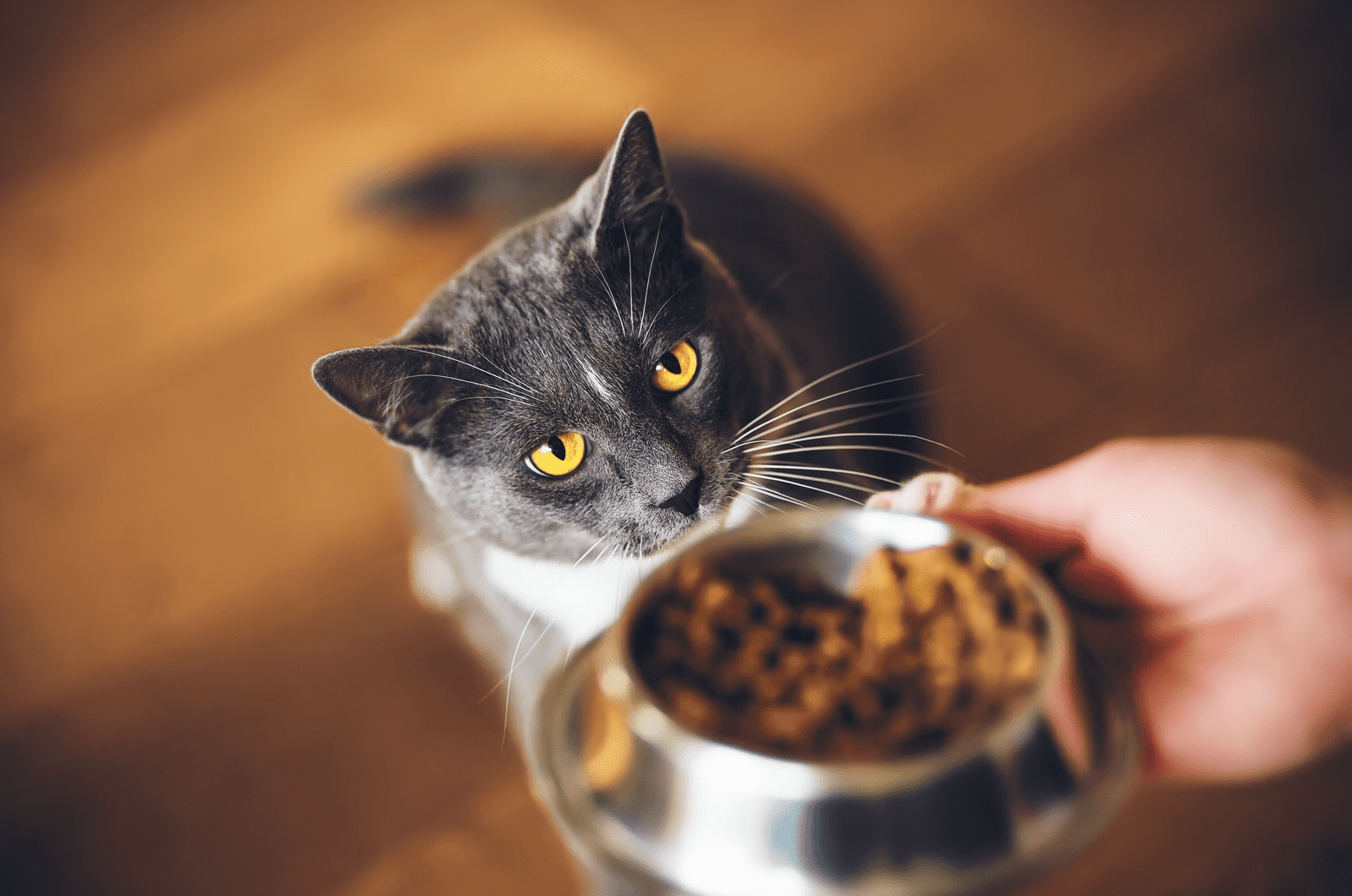 person giving food to cat