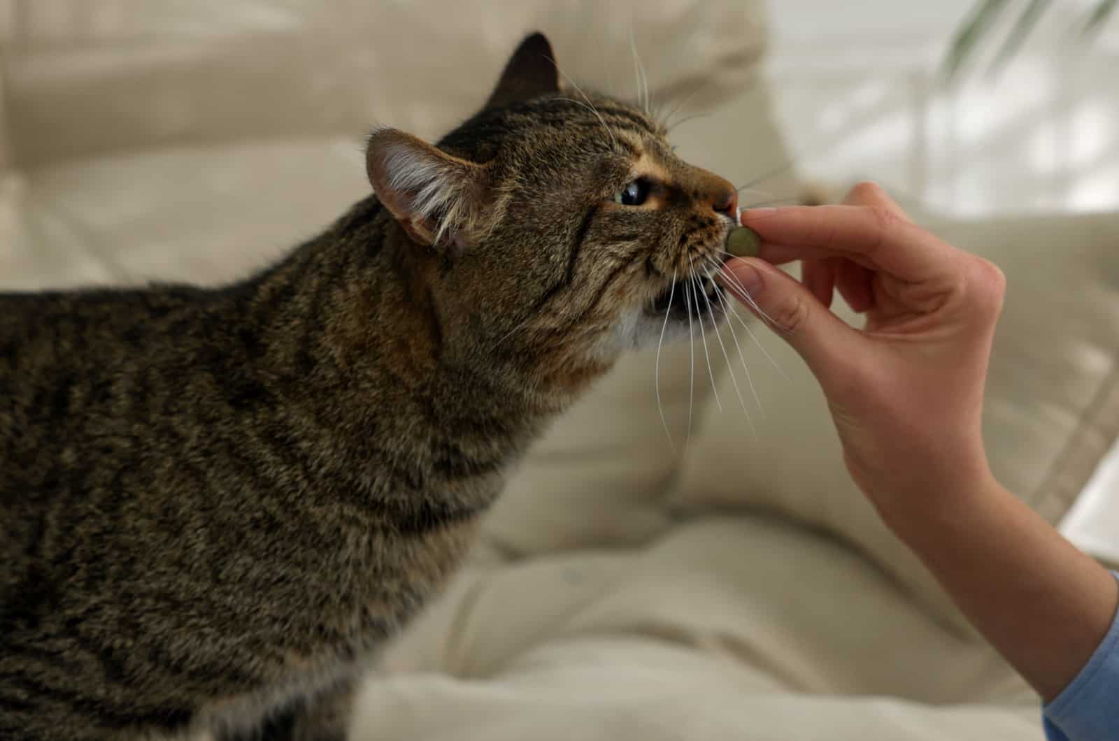 person giving supplements to cat