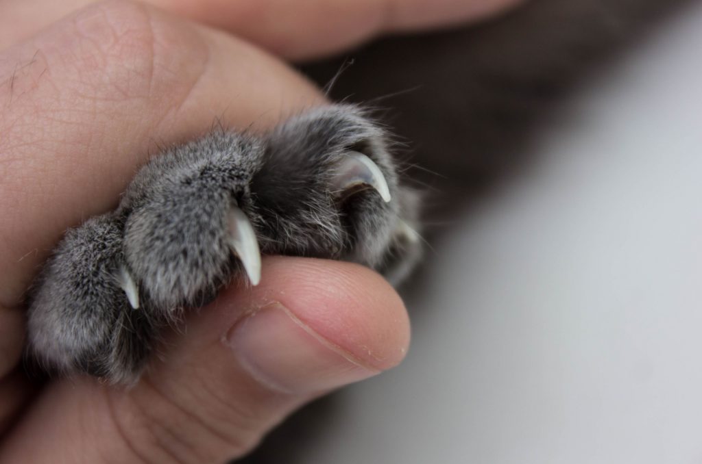 person holding cat's paw showing claws