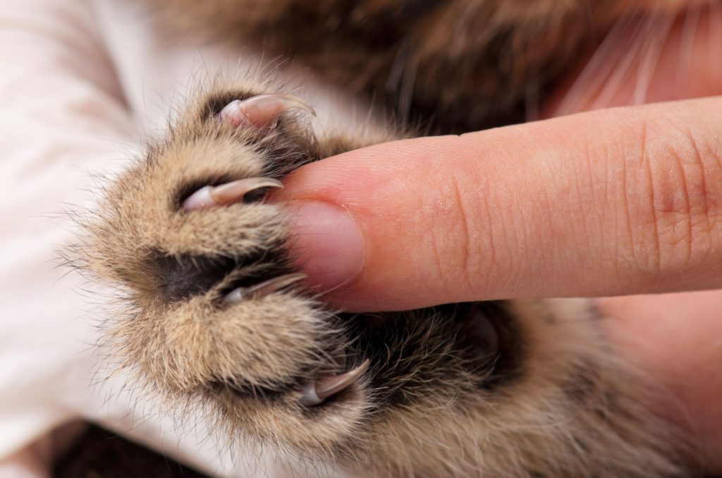 person touching cat's claws