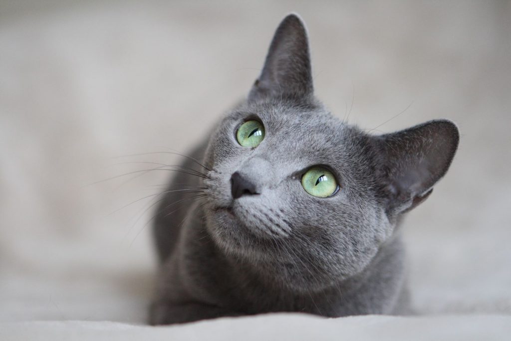 portrait of a russian blue