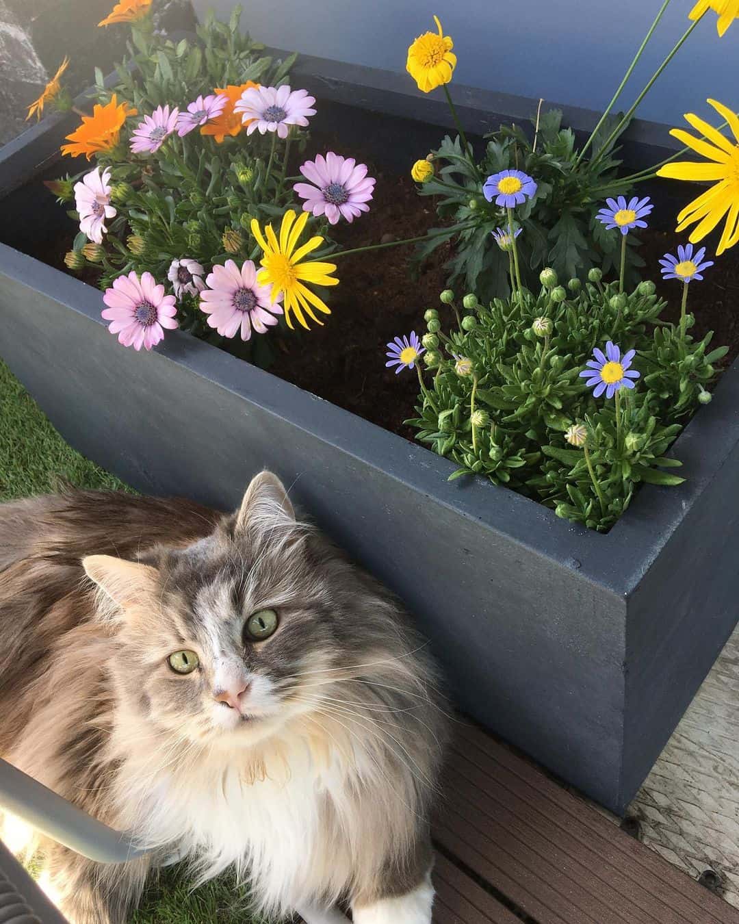 ragcoon next to flowers