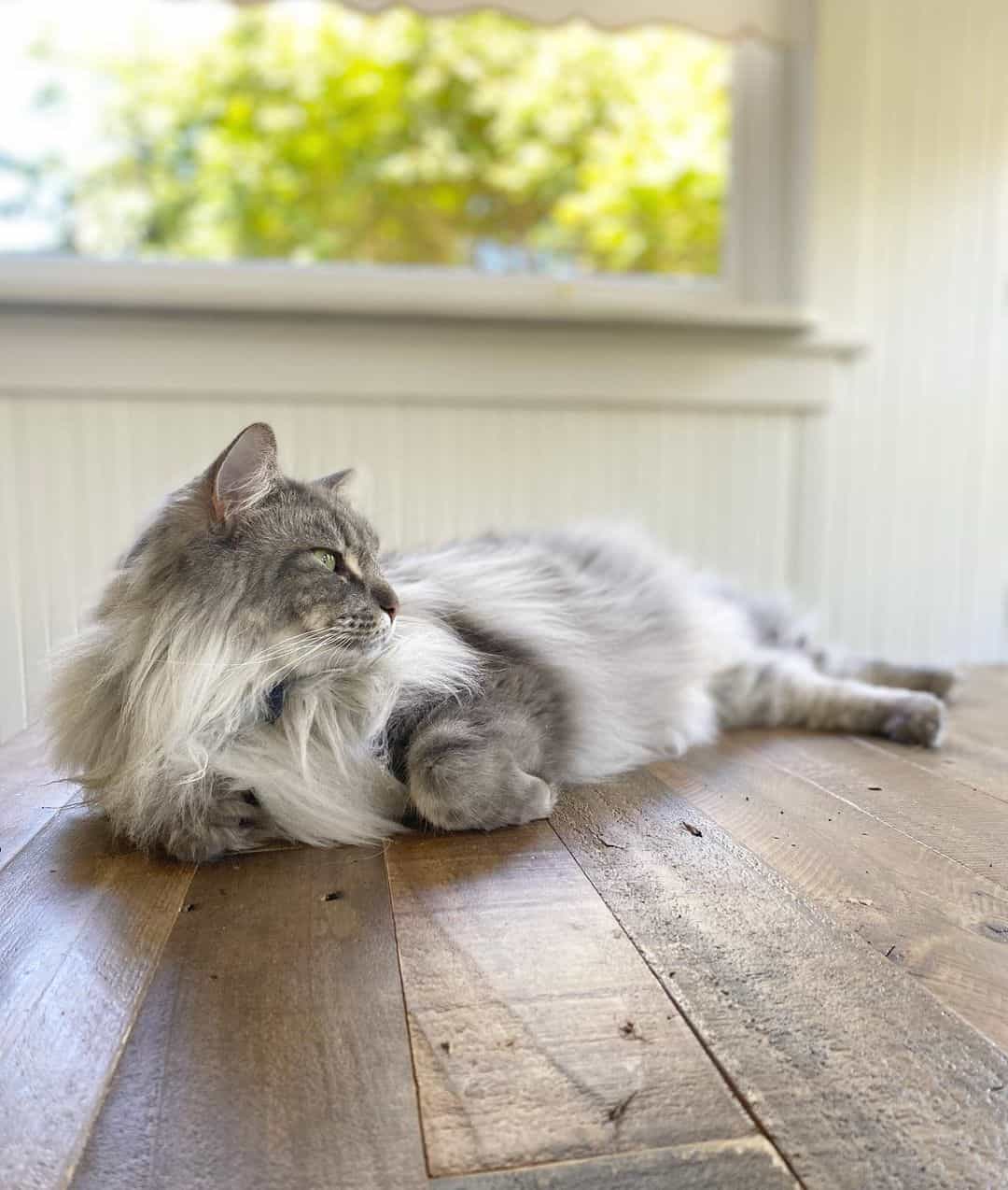 ragdoll maine coon