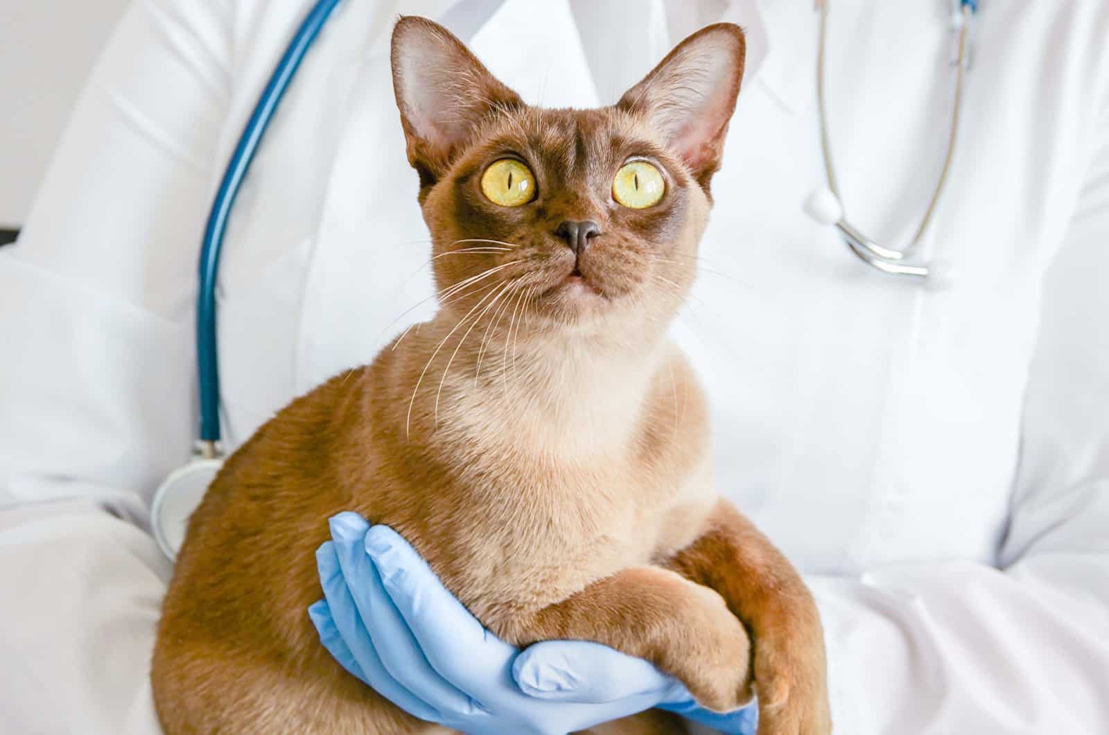 scared cat at the vet