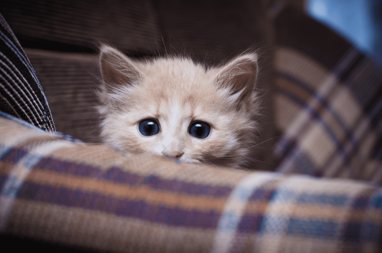 scared kitten