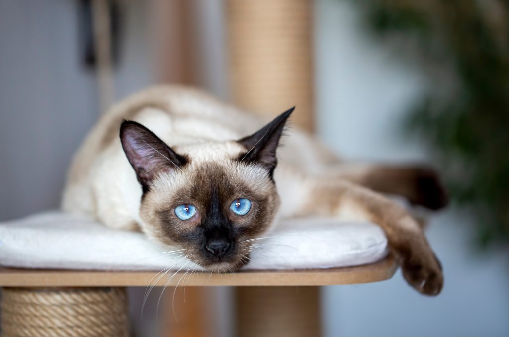 siamese cat resting on cat tree