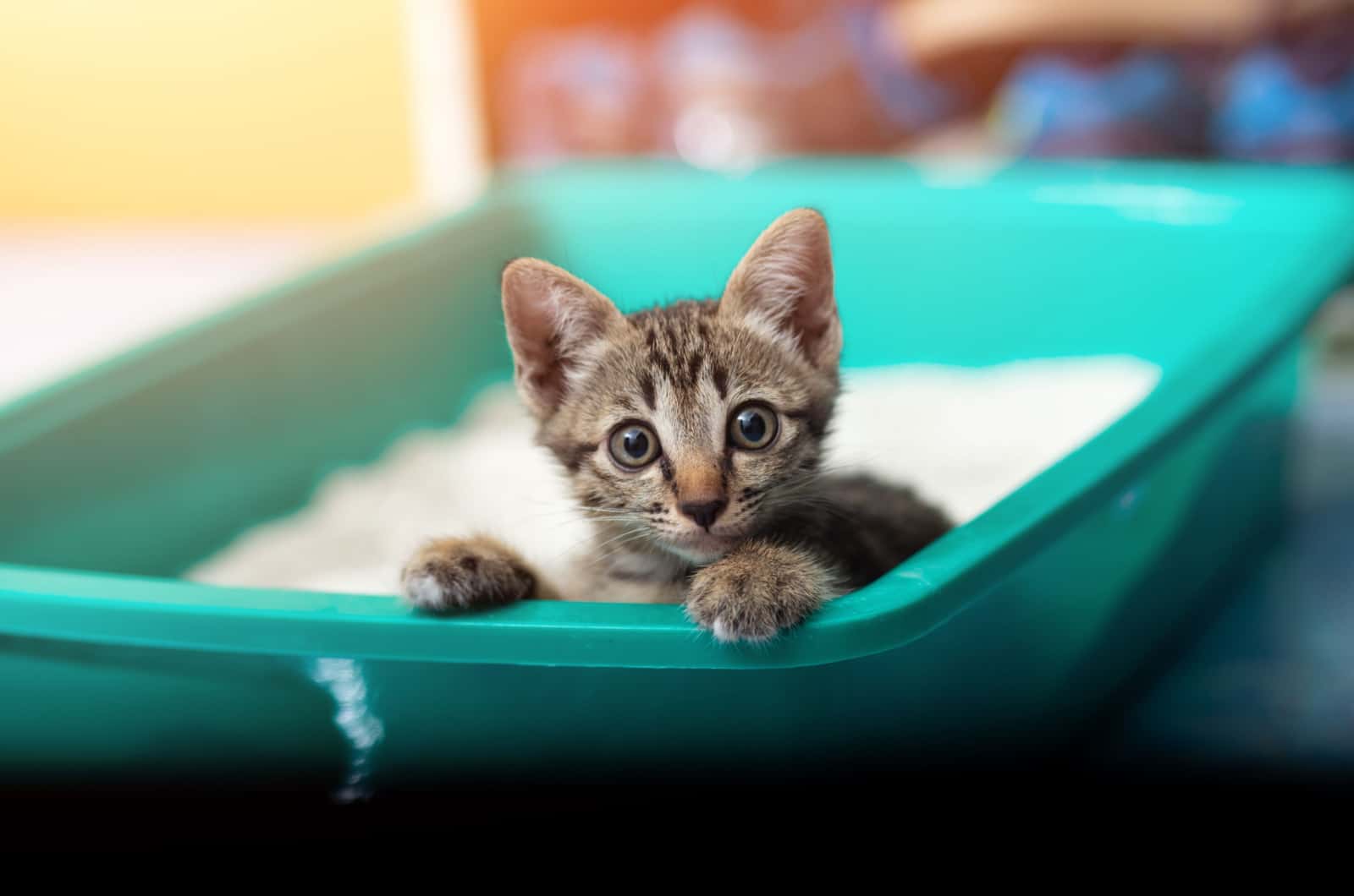 small kitten using a litter box