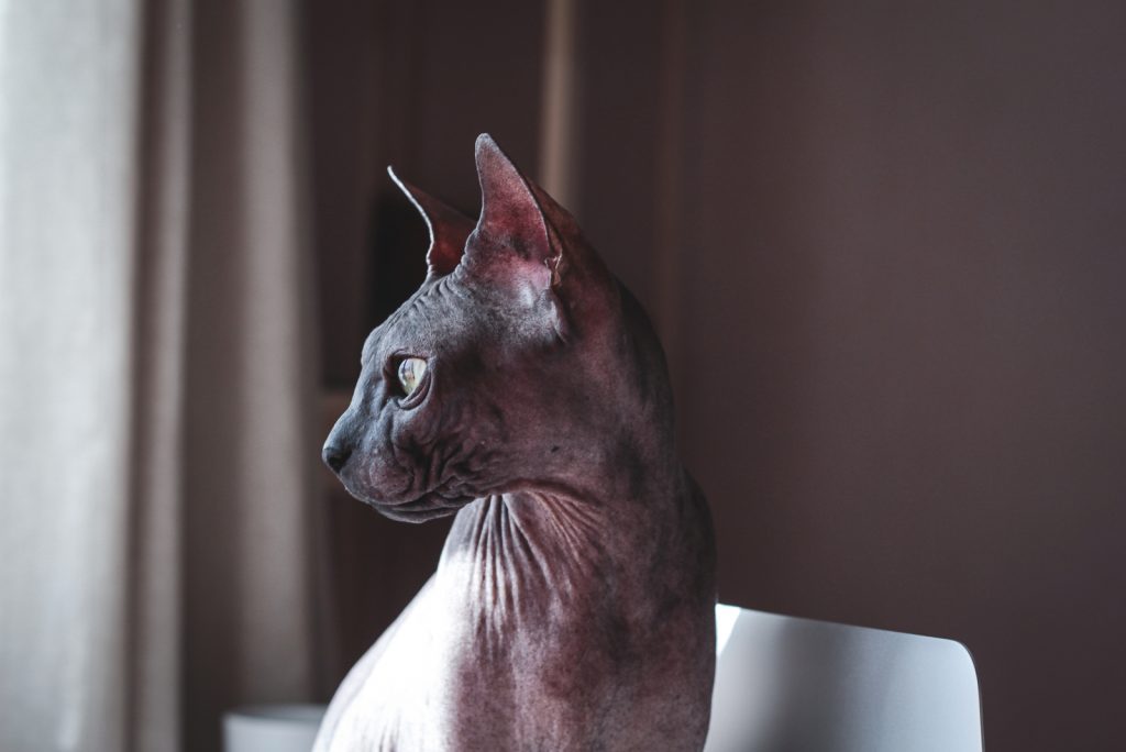 sphynx cat