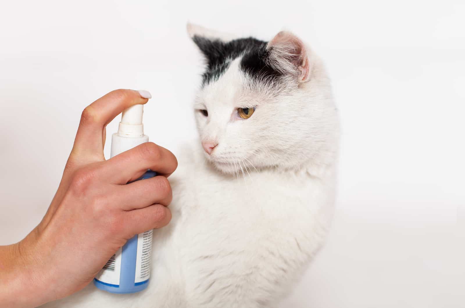 spraying cat with water
