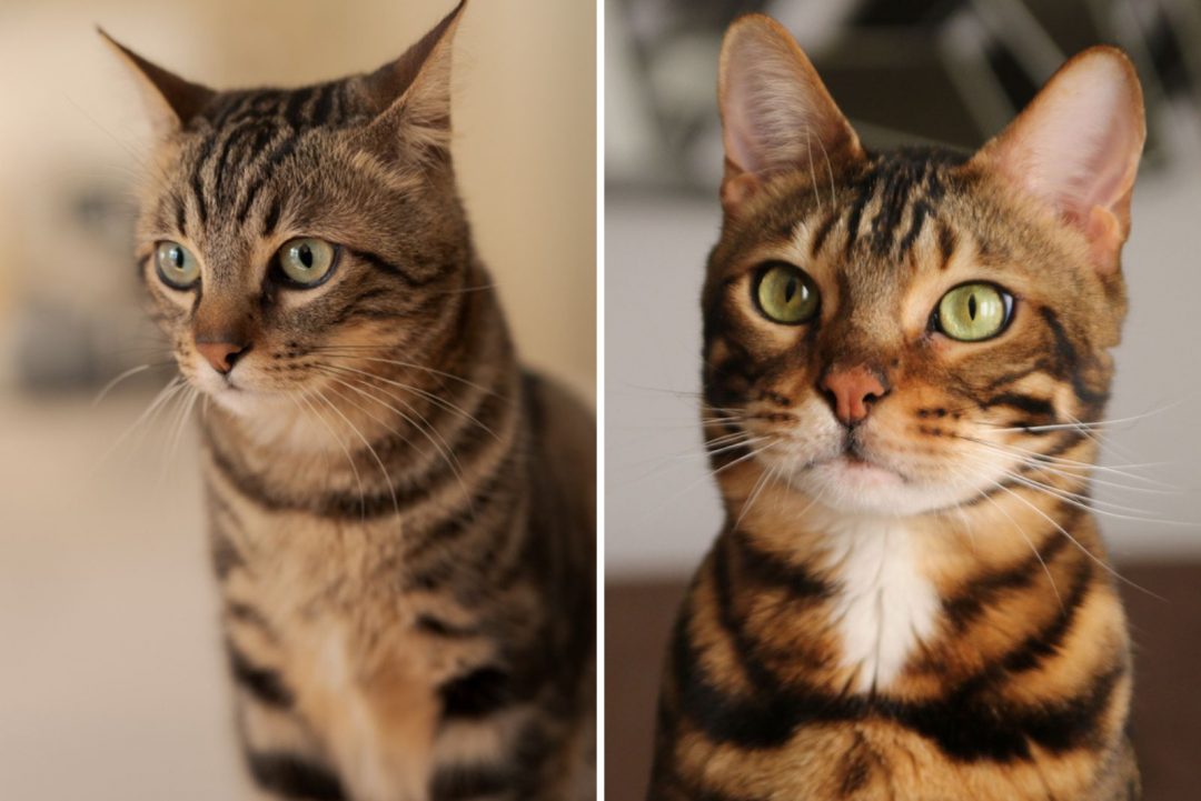 Tabby Vs Bengal Cat – How To Tell Them Apart? (With Pictures)