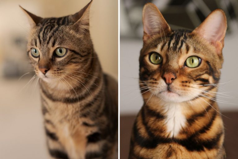 Tabby Vs Bengal Cat How To Tell Them Apart? (With Pictures)