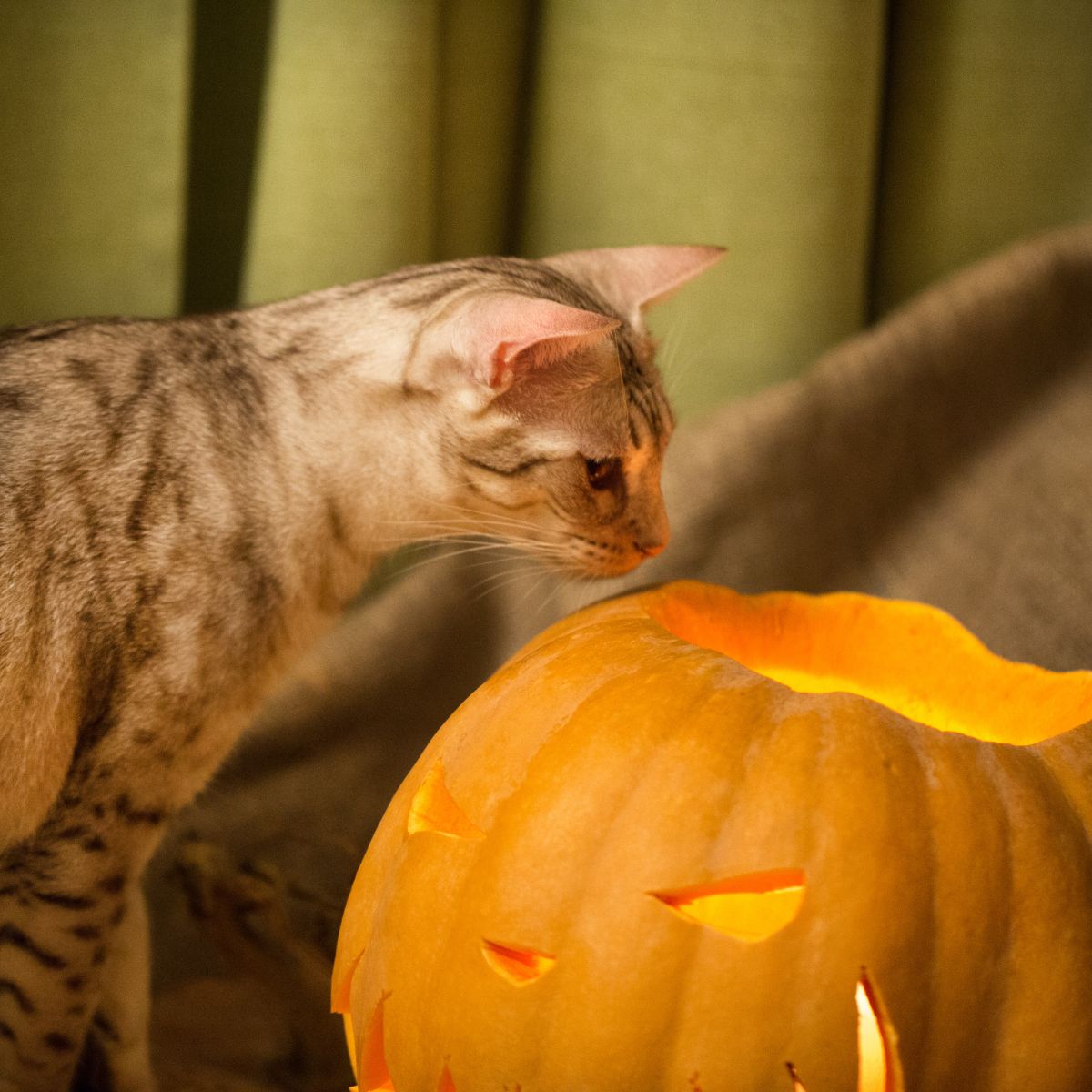 tabby cat sniffing pumpkin